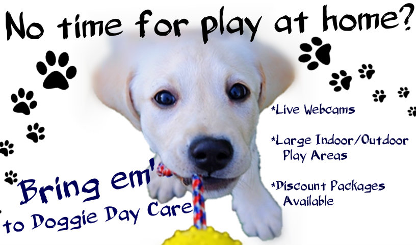 Day Care - Leader of the Pack | Doggy Day Care in Bethlehem, Easton