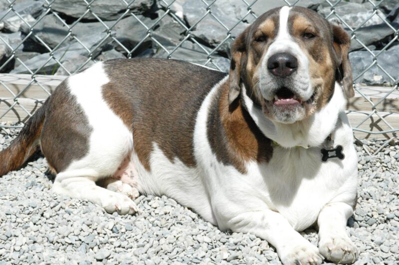 Leader of the Pack Canine Institute Allentown, PA Boarding Your Dog