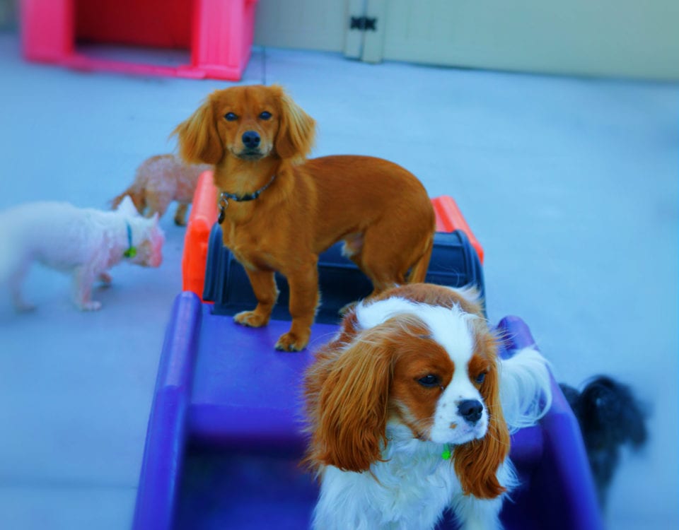 Doggy day care and dog boarding in Allentown, PA