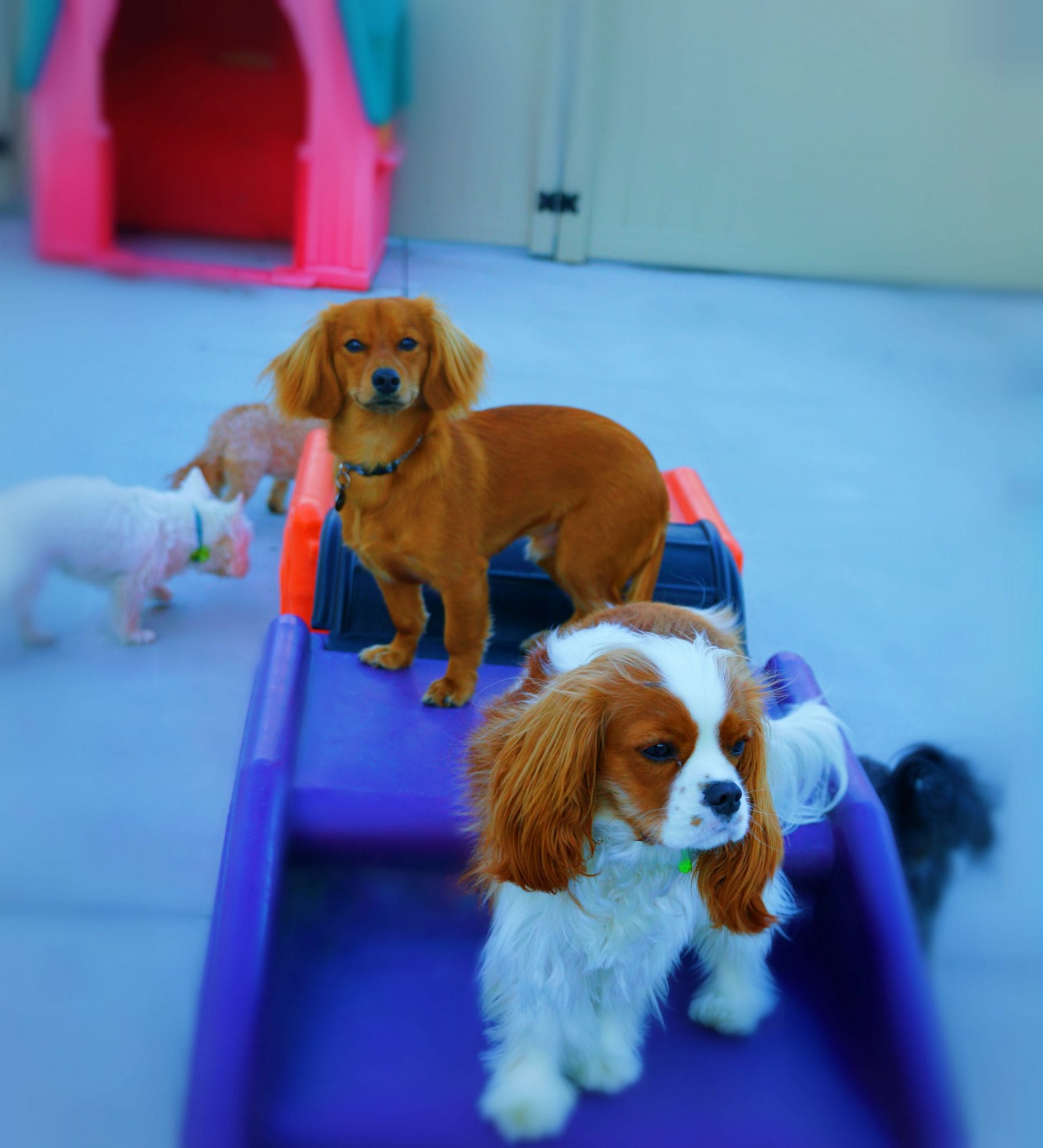 Benefits of Dog Boarding Services Allentown, PA Leader of the Pack