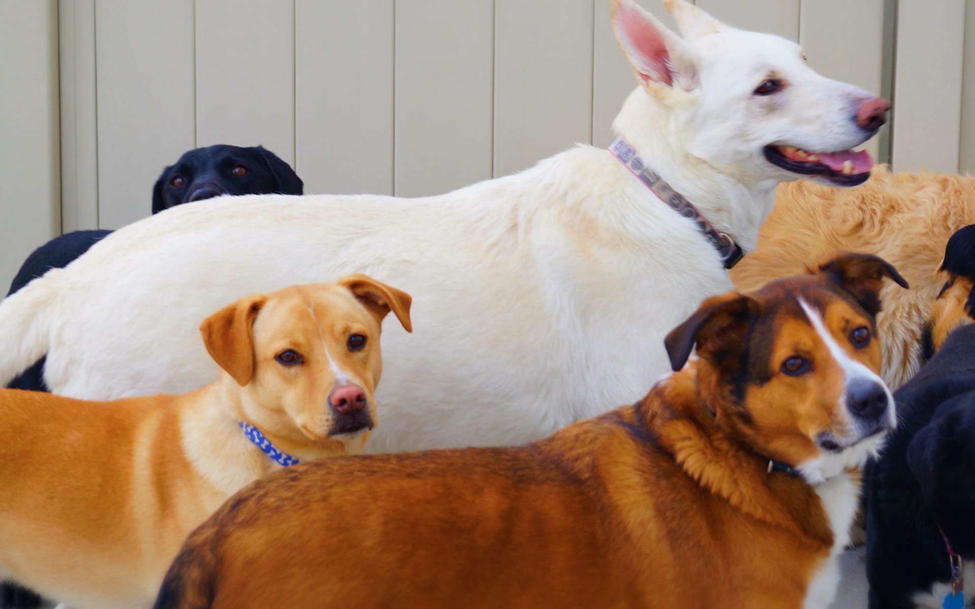 Mental stimulation for all dogs! - The Leader of the Pack