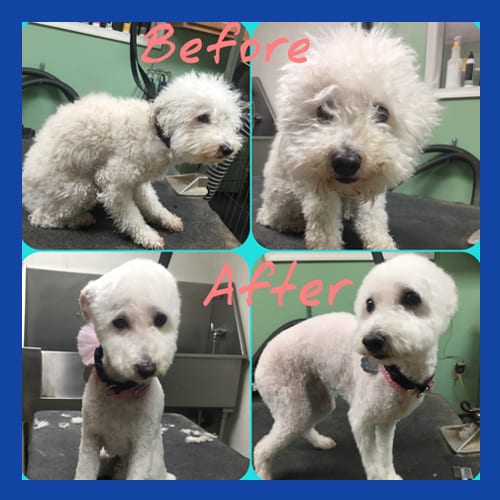 Before & After Dog Grooming in Easton, PA