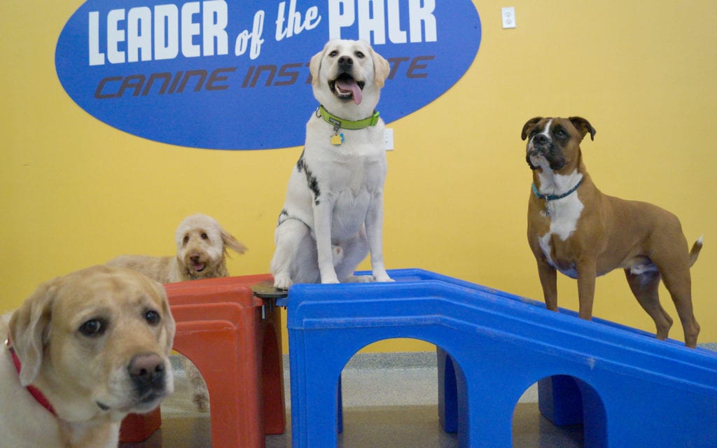 Leader of the Pack Canine Institute Dog Grooming Bethlehem, PA