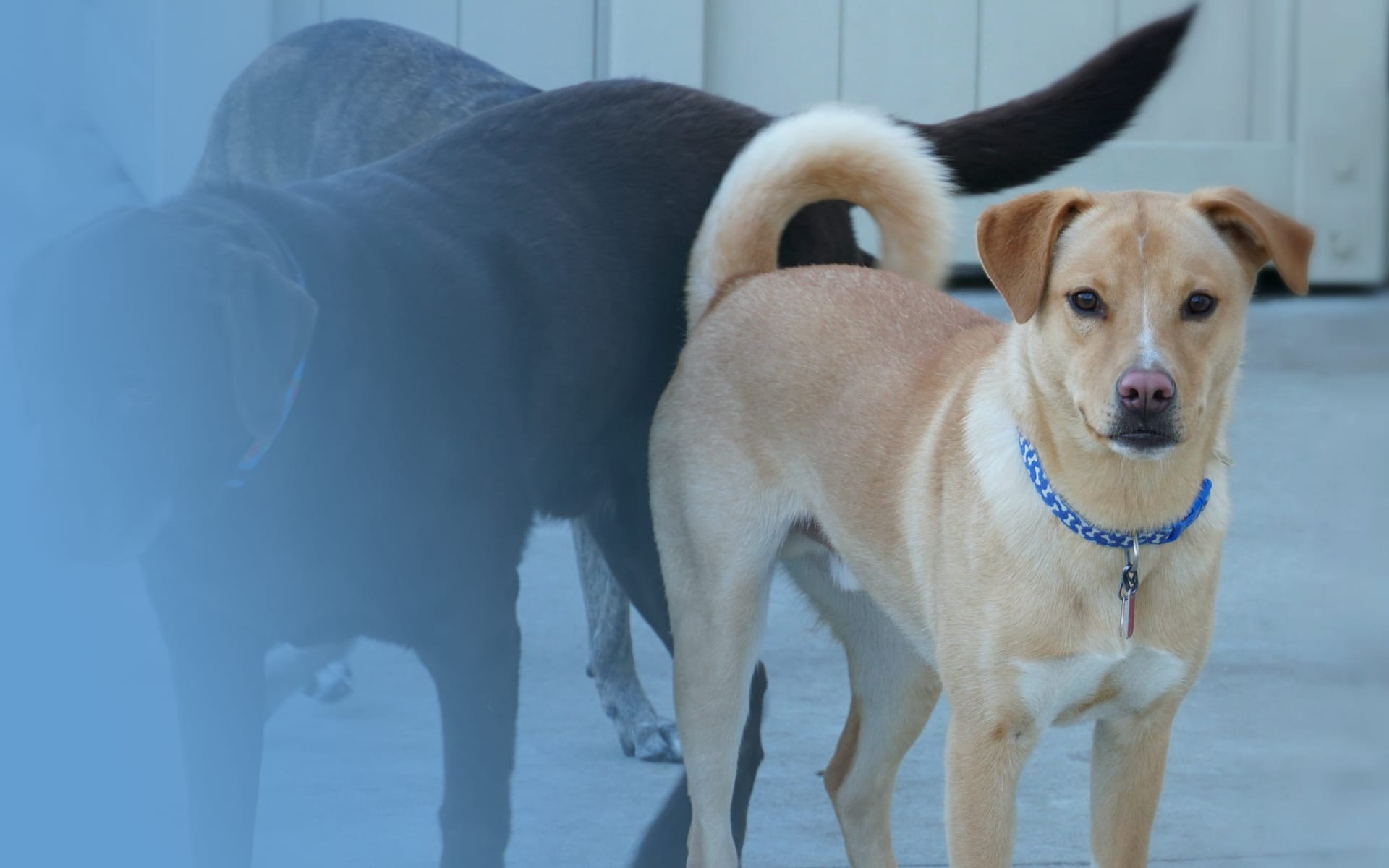 Shiba Inu Yellow Lab Mix and Chocolate Lab dogs at a Leader of the Pack Canine Institute dog kennel