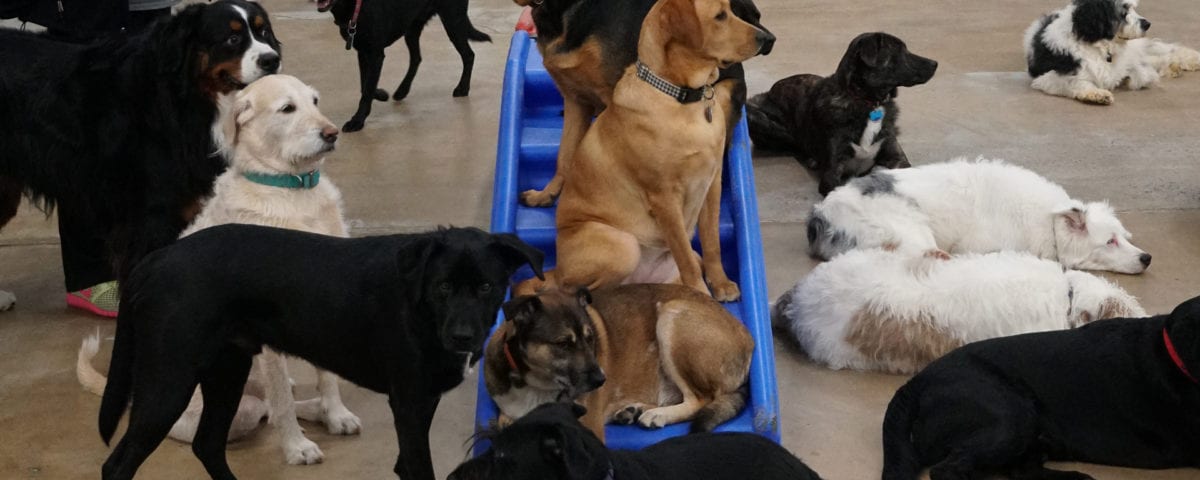 Group of dogs at Leader of the Pack Canine Institute's dog kennel
