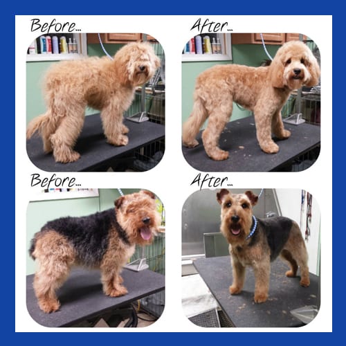 Before & After Dog Grooming in Allentown, PA