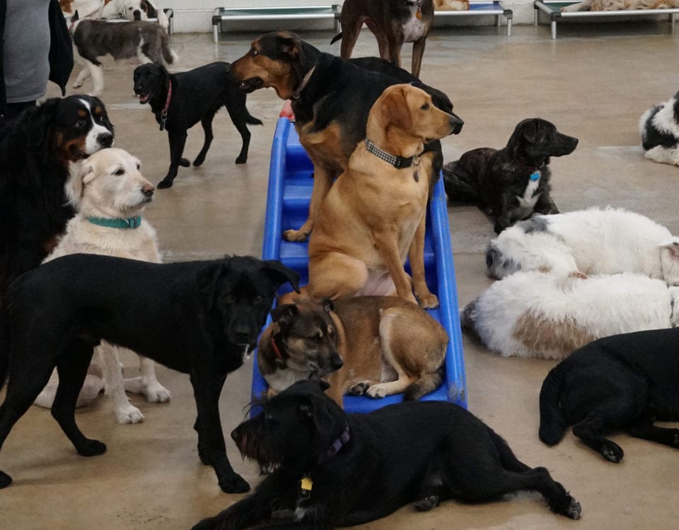 Group of dogs at Leader of the Pack Canine Institute's dog kennel
