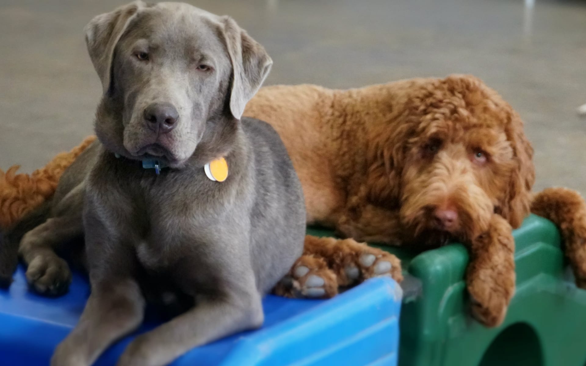 Tips for Preparing Your Dog for Their First Day at Day Care Leader of