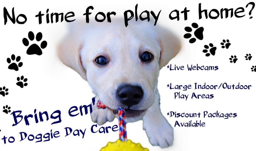 Doggy Daycare infographic from Leader of the Pack Canine Institute