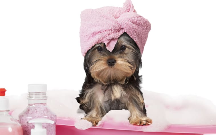 Yorkshire Terrier with pink towel on head getting ready for dog grooming