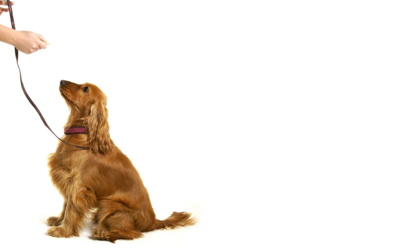 Leader of the Pack Canine Institute Dog Grooming Bethlehem, PA