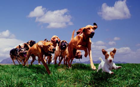 Group of dogs running in a field on a sunny day at our doggy daycare facility