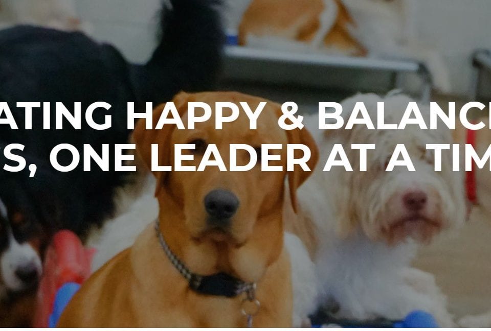 doggy day care services for your furry friend