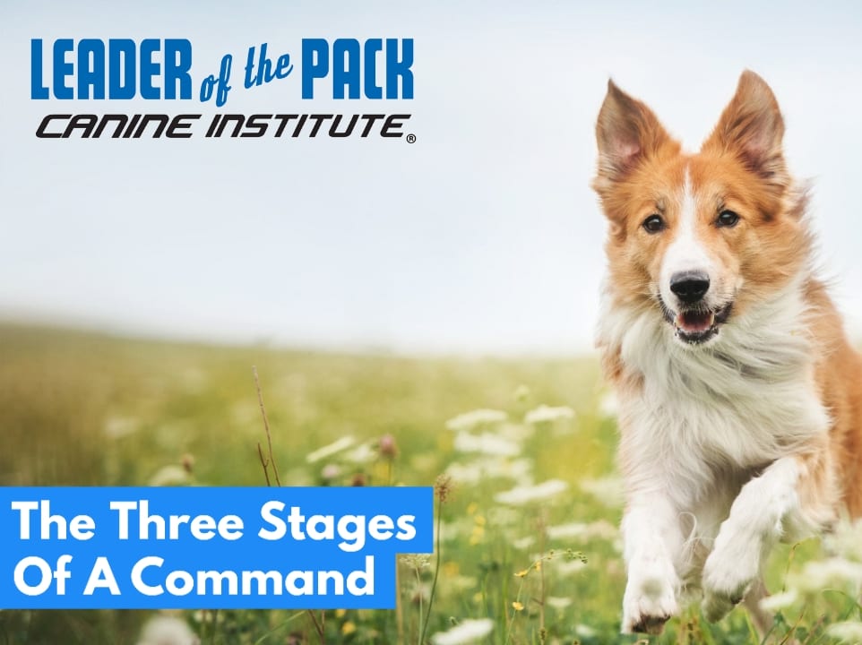 Dog training in a three stage process in the Easton, PA region