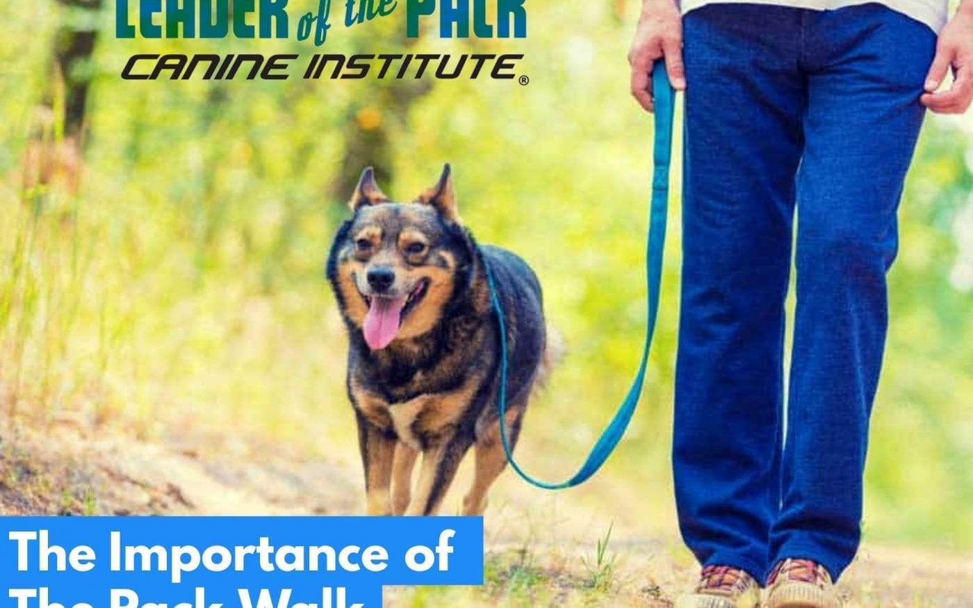 Dog training designed for your puppy