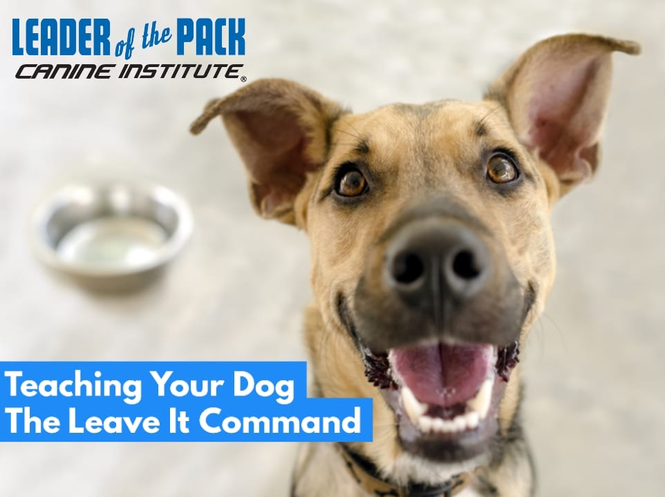 Teach your dog to leave it with our certified dog trainers at Leader of the Pack in Allentown, PA