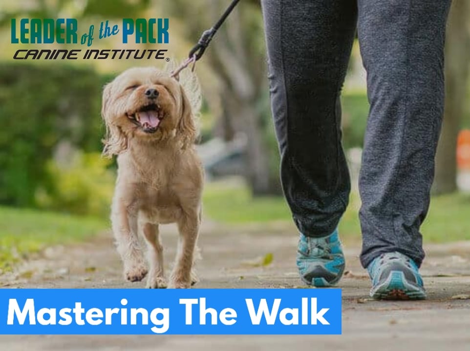 Dog training classes that help your dog during the walk around an Allentown, PA neighborhood